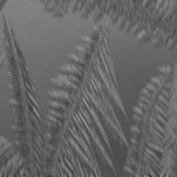 Fractured Spine : Frost Fractured Spine : Frost